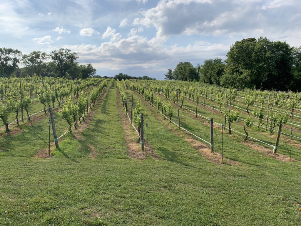 A vineyard with many rows of vines in the middle.