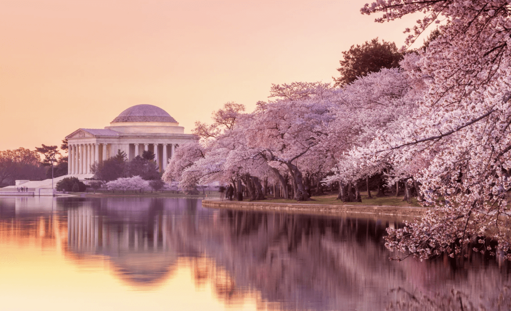A view of the jefferson memorial and cherry trees.